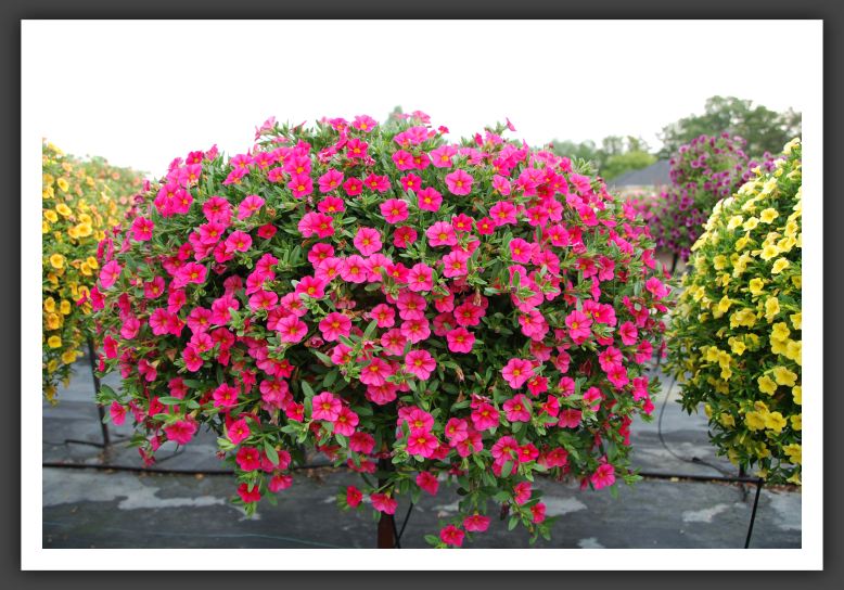 Calibrachoa Cabaret Hot Pink_5447