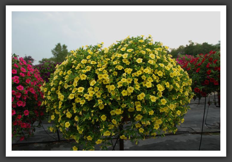 Calibrachoa Cabaret Yellow_5448