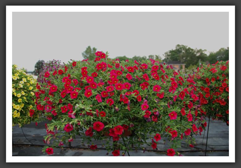 Calibrachoa Cabaret Cherry Rose_5449