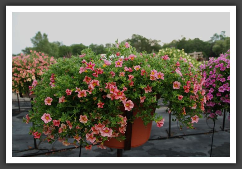 Calibrachoa Cabaret Peach_5452
