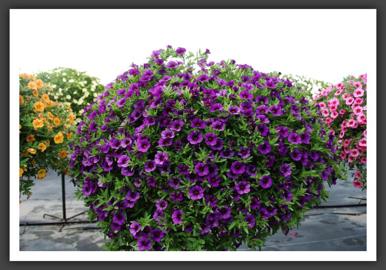 Calibrachoa MiniFamous_5372