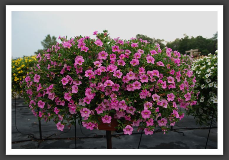Calibrachoa Cabaret Light Pink_5453