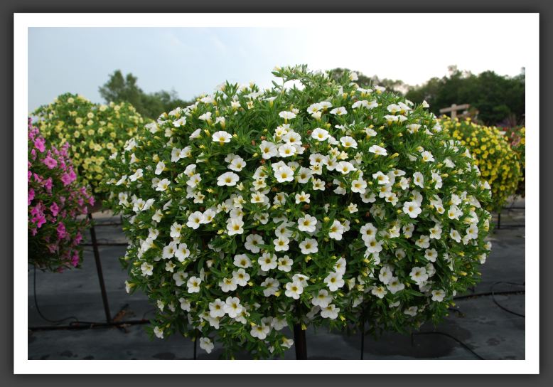 Calibrachoa Cabaret White Imp_5454
