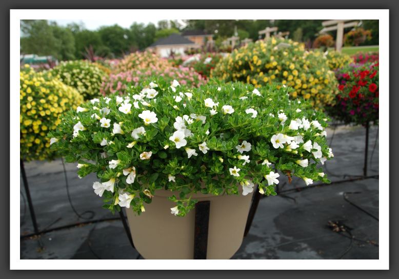 Calibrachoa Colorburst Pro White_5456