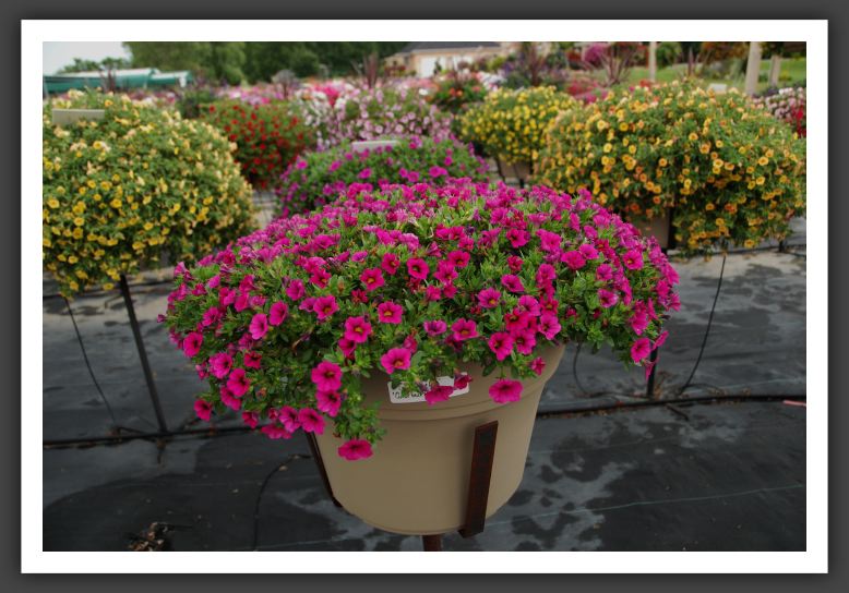 Calibrachoa Colorburst  Pro Rose_5458