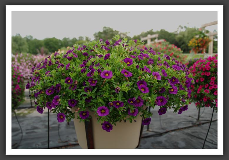 Calibrachoa Colorburst Pro Blue_5459