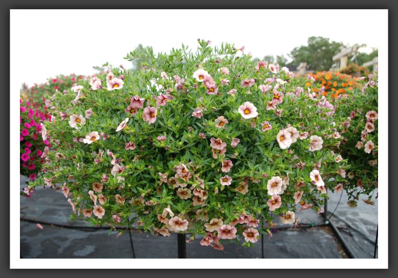 Calibrachoa _5461