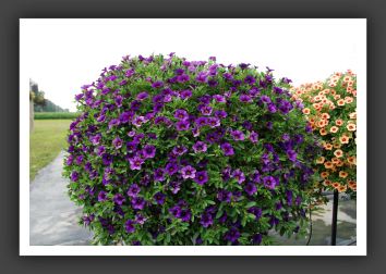 Calibrachoa MiniFamous Compact Dark Blue_5364