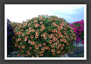 Calibrachoa MiniFamous Apricot Red Eye_5365
