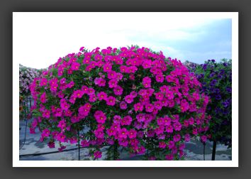 Calibrachoa MiniFamous Pink_5366