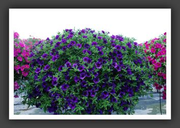 Calibrachoa MiniFamous Dark Blue Evol._5367
