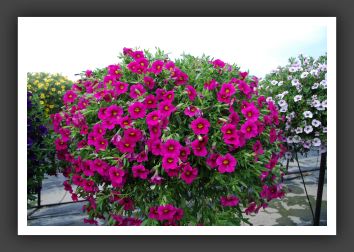 Calibrachoa MiniFamous Super Purple_5368