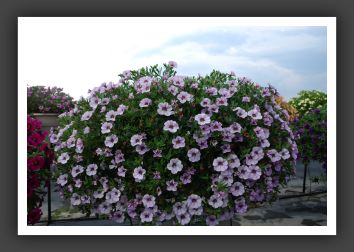 Calibrachoa MiniFamous Sun Violet Veins_5369