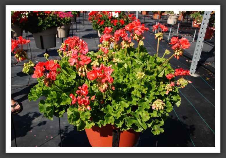 Geranium Patriot Watermelon_4664