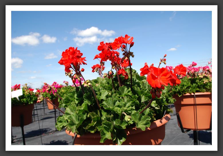 Geranium - Zonal Fantasia Flame Imp_4763