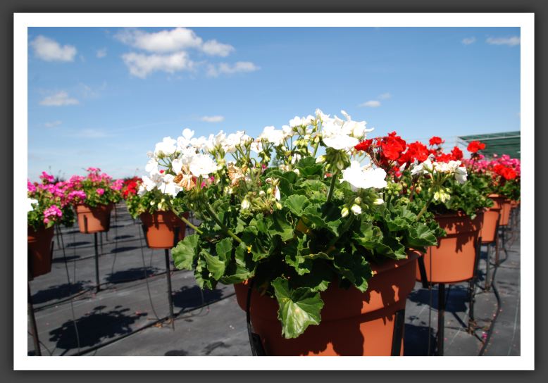 Geranium - Zonal Fantasia White_4764