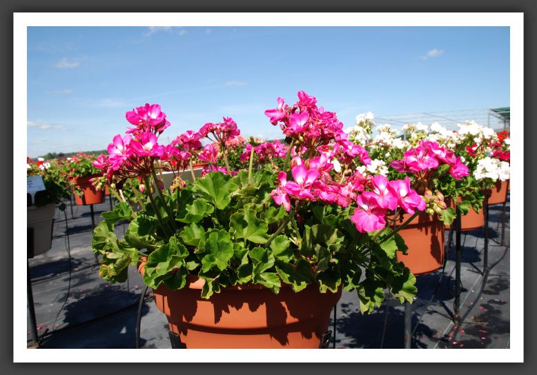 Geranium - Zonal Designer Bright Lilac Imp_4767