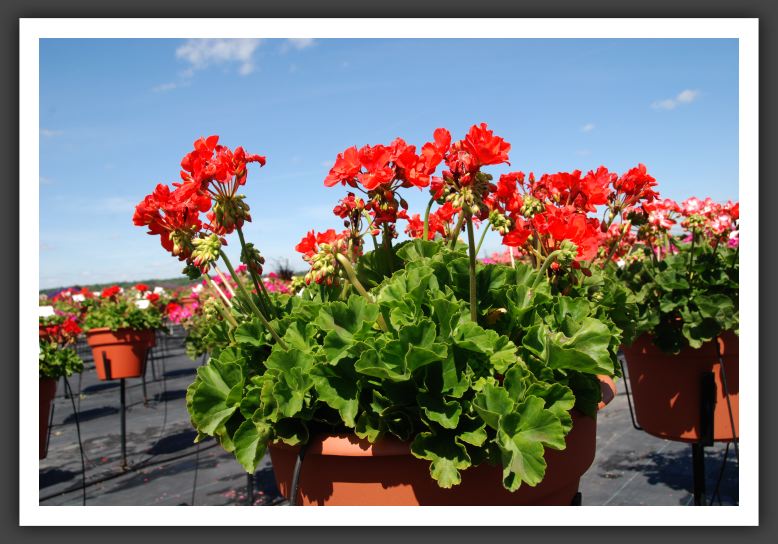 Geranium - Zonal Allure Hot Coral_4769
