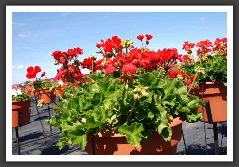 Geranium - Zonal Allure Red Passion_4770