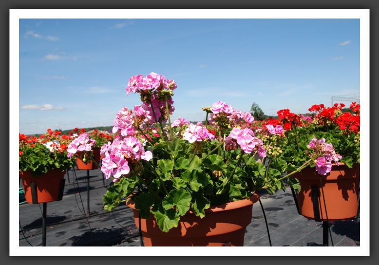 Geranium - Zonal Allure Lilac Chiffon_4771