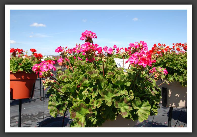 Geranium Florever Deep Rose_4772