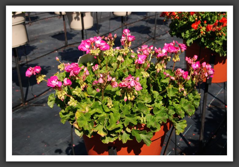 Geranium Mis Rose Pink_4674