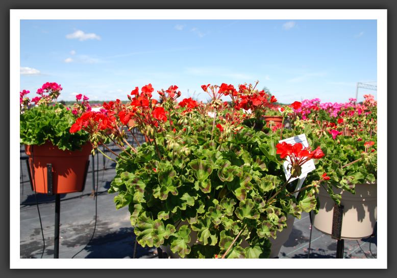 Geranium Florever Red_4773