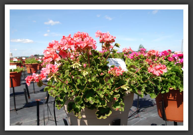 Geranium Florever Salmon_4775