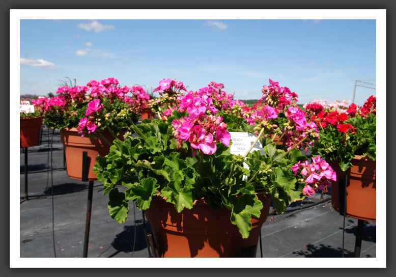 Geranium Daredevil Orchid_4776