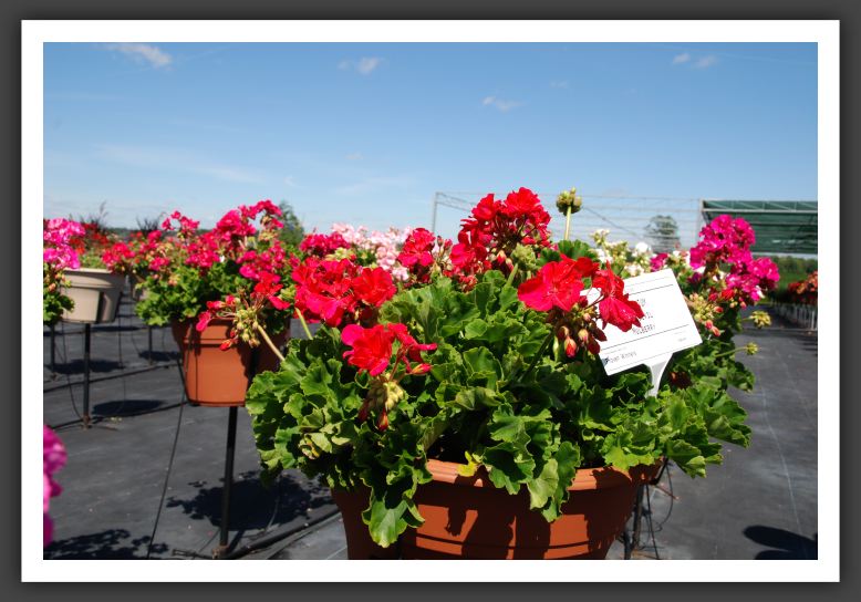 Geranium Daredevil Mulberry_4777