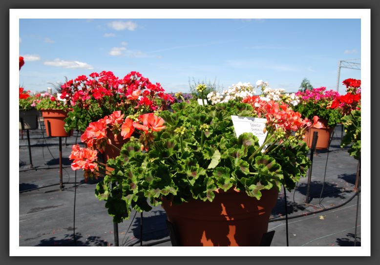 Geranium Daredevil Salmon_4781