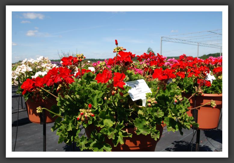 Geranium Daredevil Claret_4782