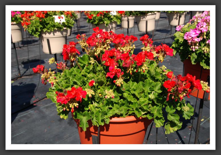 Geranium Maestro Rich Red_4675