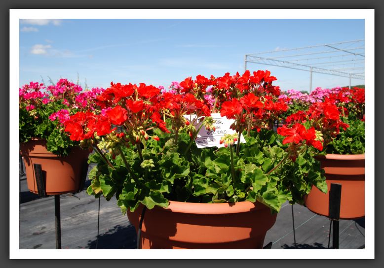 Geranium - Zonal Designer Bright Scarlet_4783