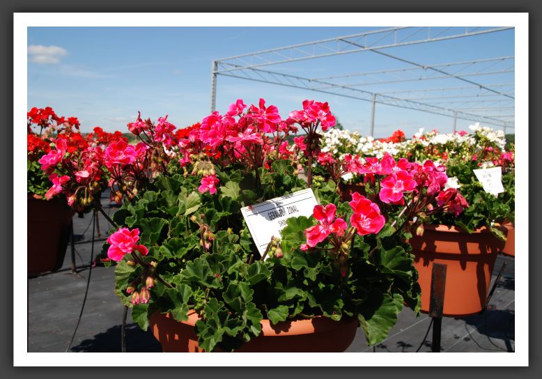 Geranium - Zonal Showcase Rose Sizzle_4788