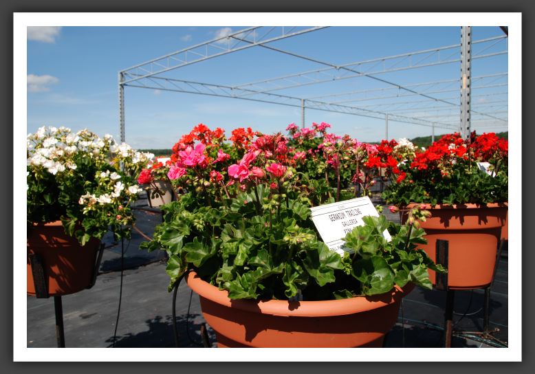 Geranium - Trailing Galleria Pink Punch_4790
