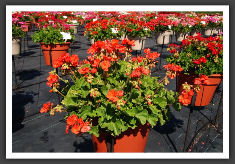 Geranium Patriot Orange_4676