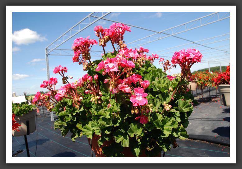 Geranium Savannah Pink Sizzle_4793