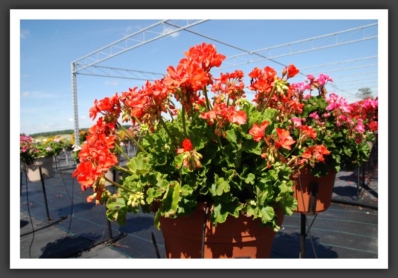 Geranium Survivor Coral_4794