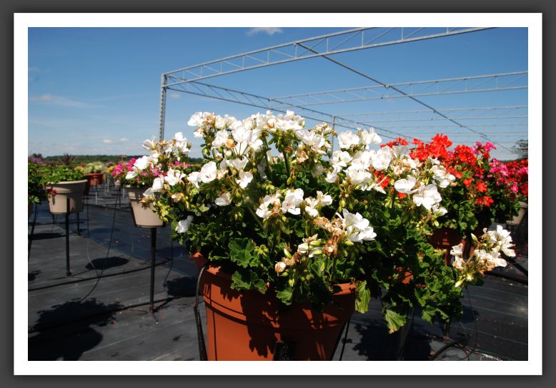 Geranium Savannah White_4795