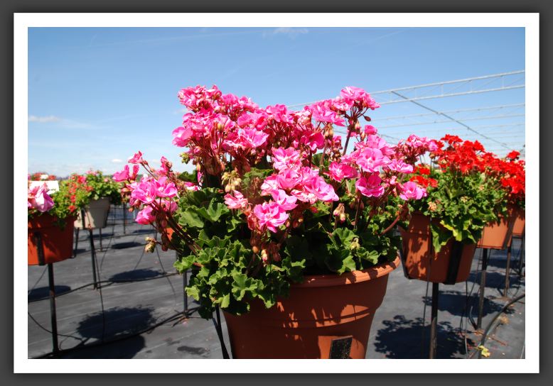 Geranium Savannah Pink_4798