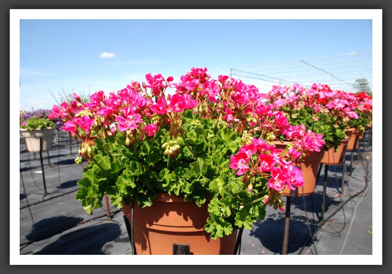 Geranium Survivor Hot Pink_4802