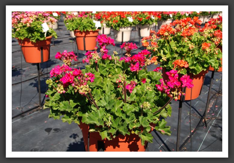 Geranium Candy Violet_4677