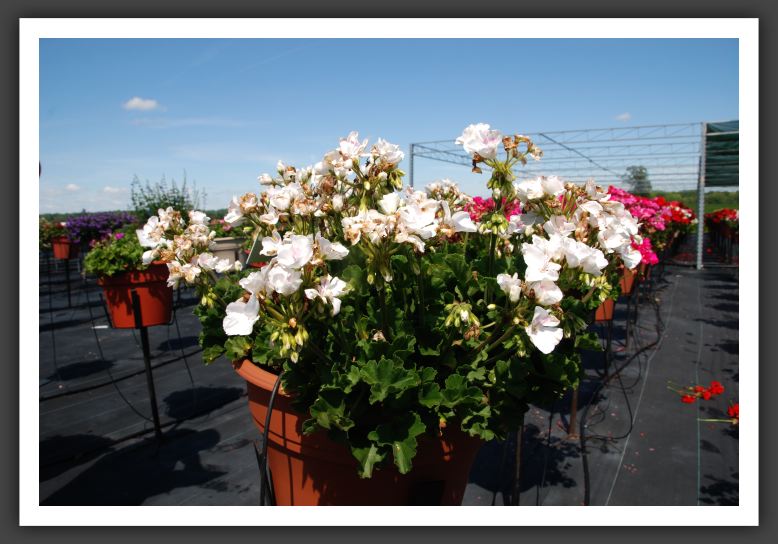 Geranium Savannah_4803