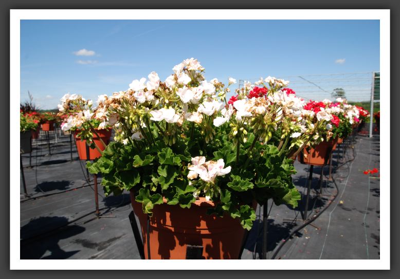 Geranium Savannah White Splash_4805