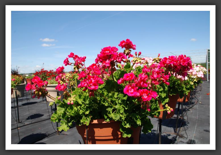 Geranium Survivor Plum_4807