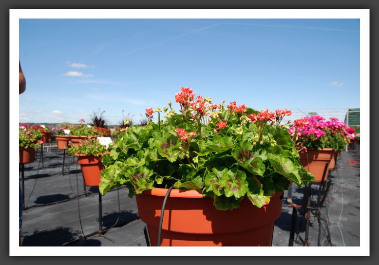 Geranium Stardom Coral_4810