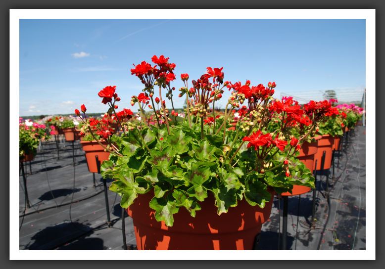 Geranium Stardom Red_4812