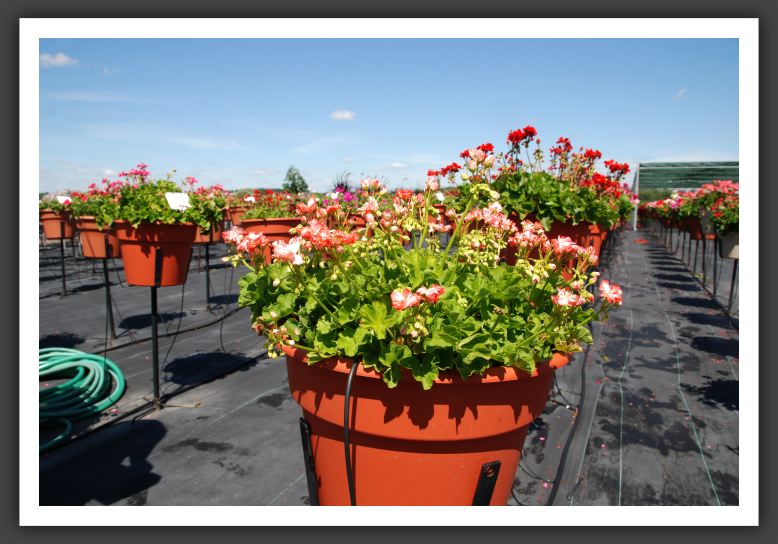 Geranium Stardom Orange Bicolor_4813