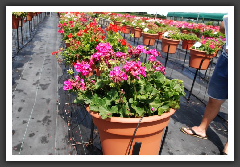 Geranium - Trailing Galleria Bright Violet_4825